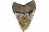 Huge, Fossil Megalodon Tooth - Sharp Serrations #204583-2